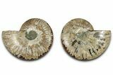 Cut & Polished, Agatized Ammonite Fossil - Madagascar #318110-1